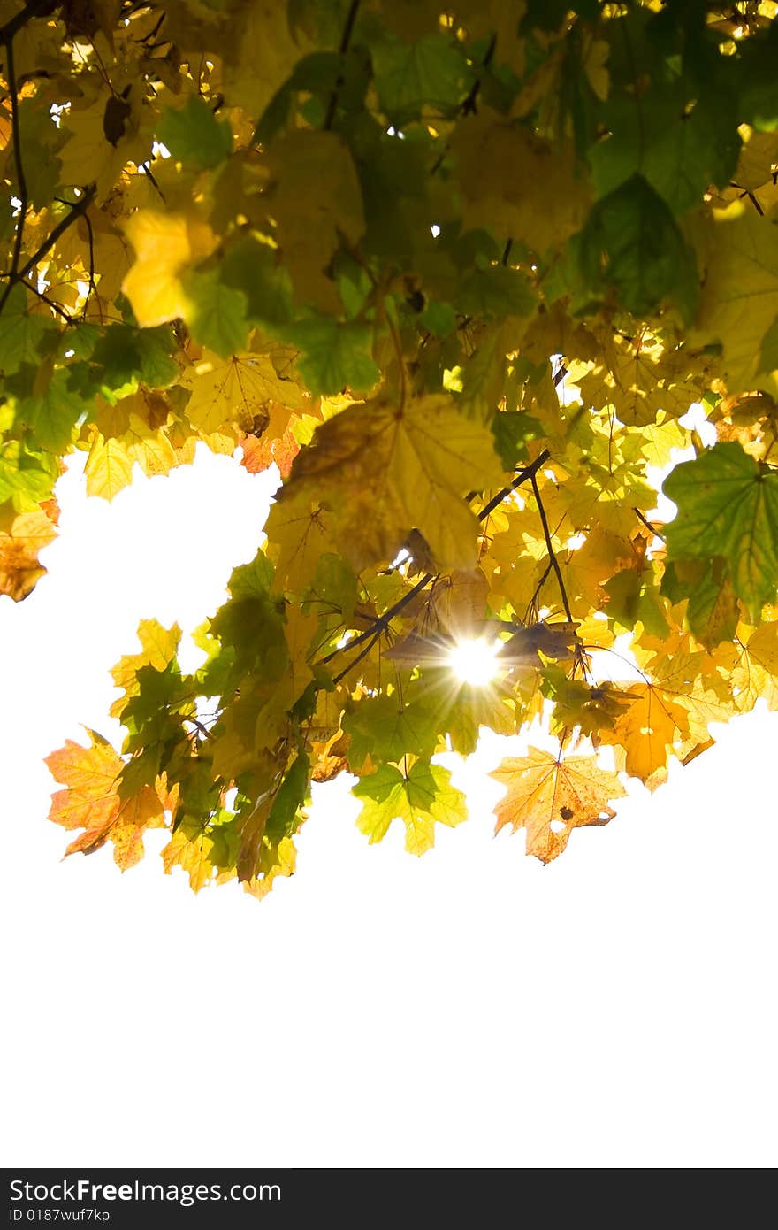 Autumn leaves with sunbeam isolated with white  background