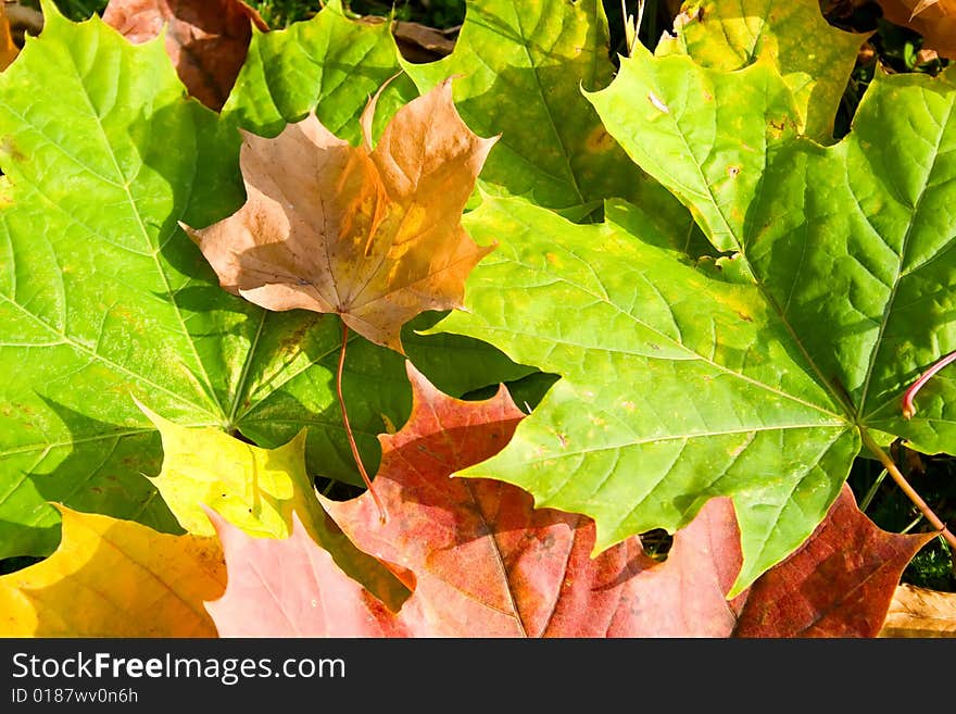 Autumn leaves on the ground. Autumn leaves on the ground