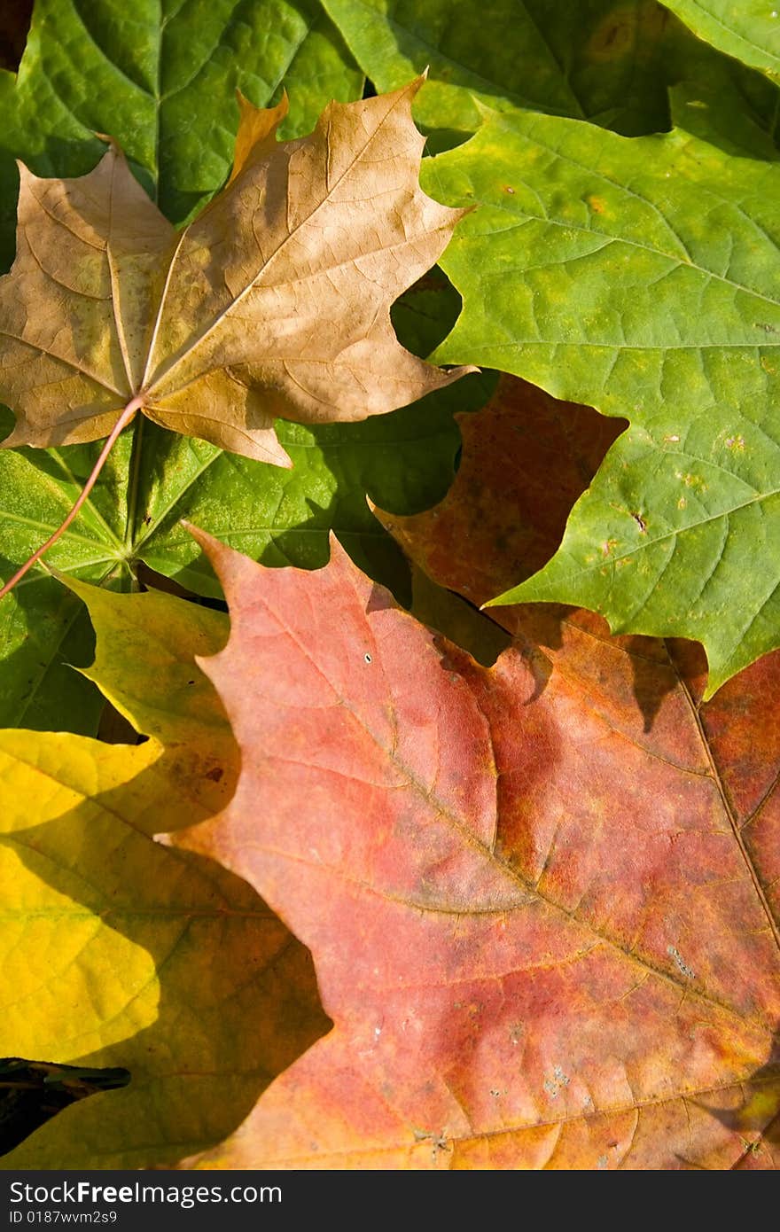 Autumn leaves background.Three different colors.