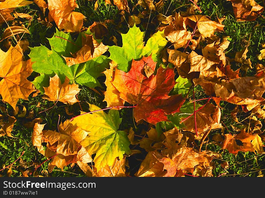 Autumn leaves on a green grass. Autumn leaves on a green grass