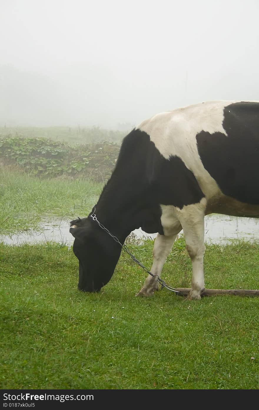 Cow during misty autumn morning.