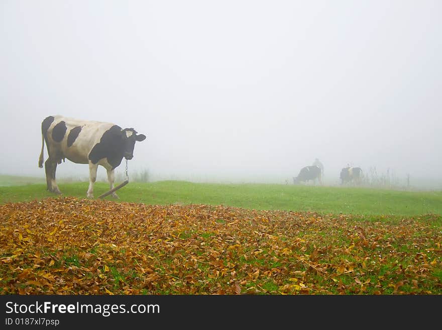 Cow during misty autumn morning.