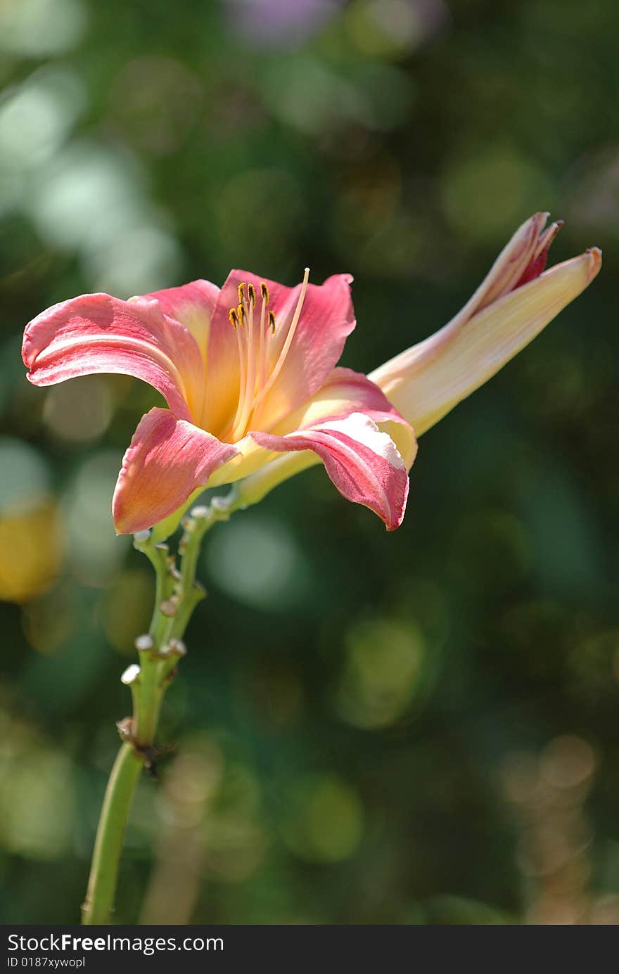 Image taken of a single pink flower