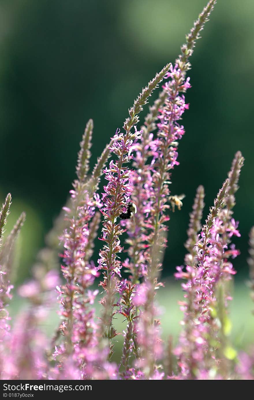 Image taken of some purple flowers