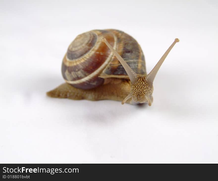 Snail with extended antennas on a white background