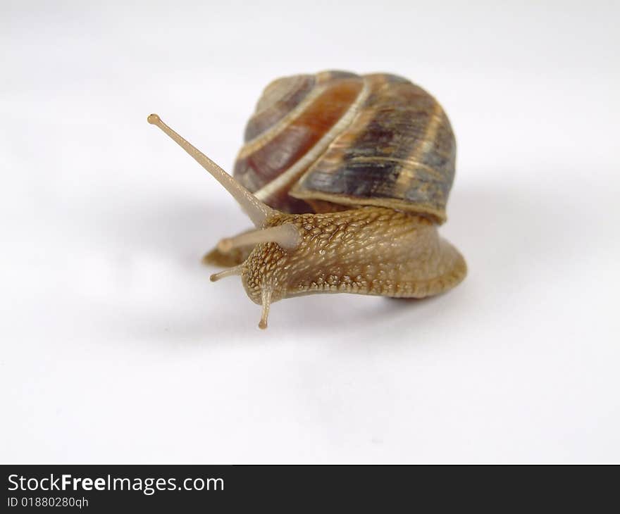 Snail with extended antennas on a white background