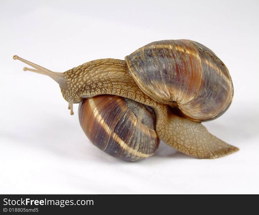 Snail with extended antennas on a white background