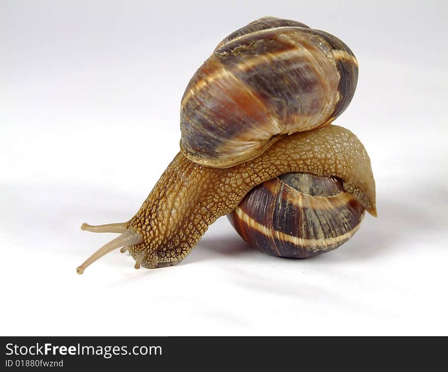 Snail with extended antennas on a white background