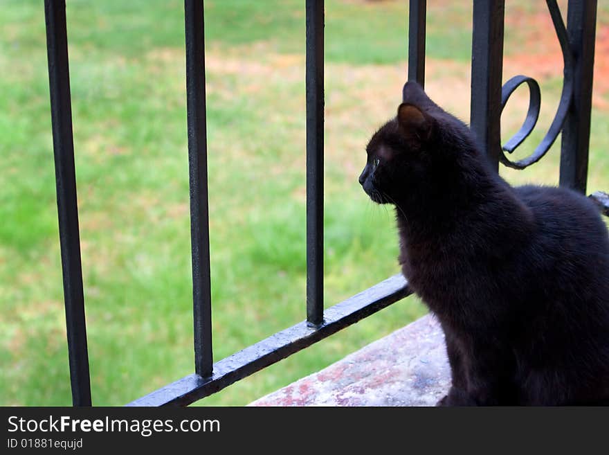 Cat On Porch