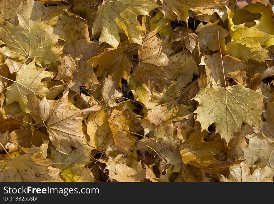 A texture of leafs with rain drops on them. A texture of leafs with rain drops on them.