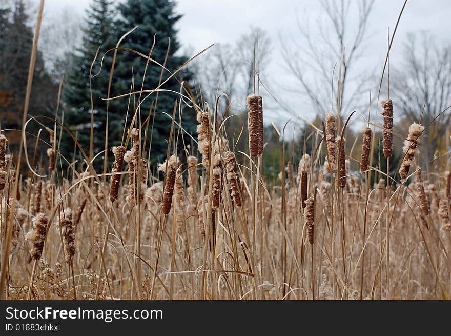 Autumn Bullrushes