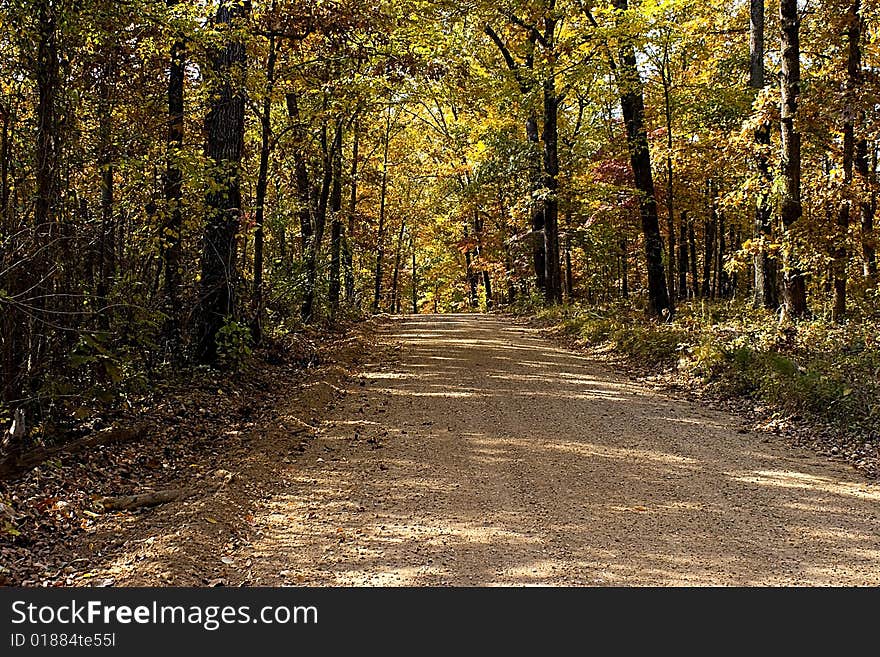 Shady Lane