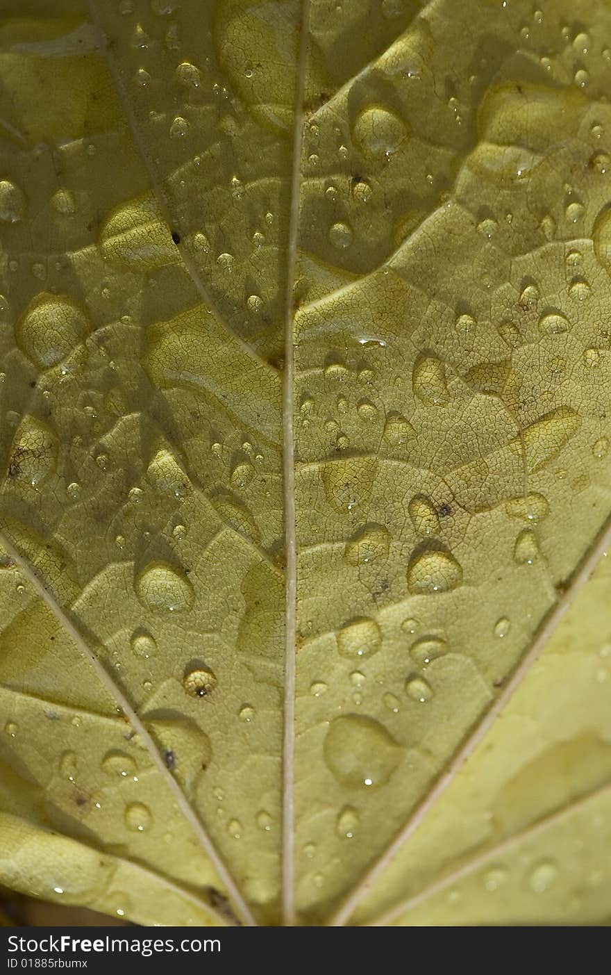 A macro shot of a leaf with drops and veins