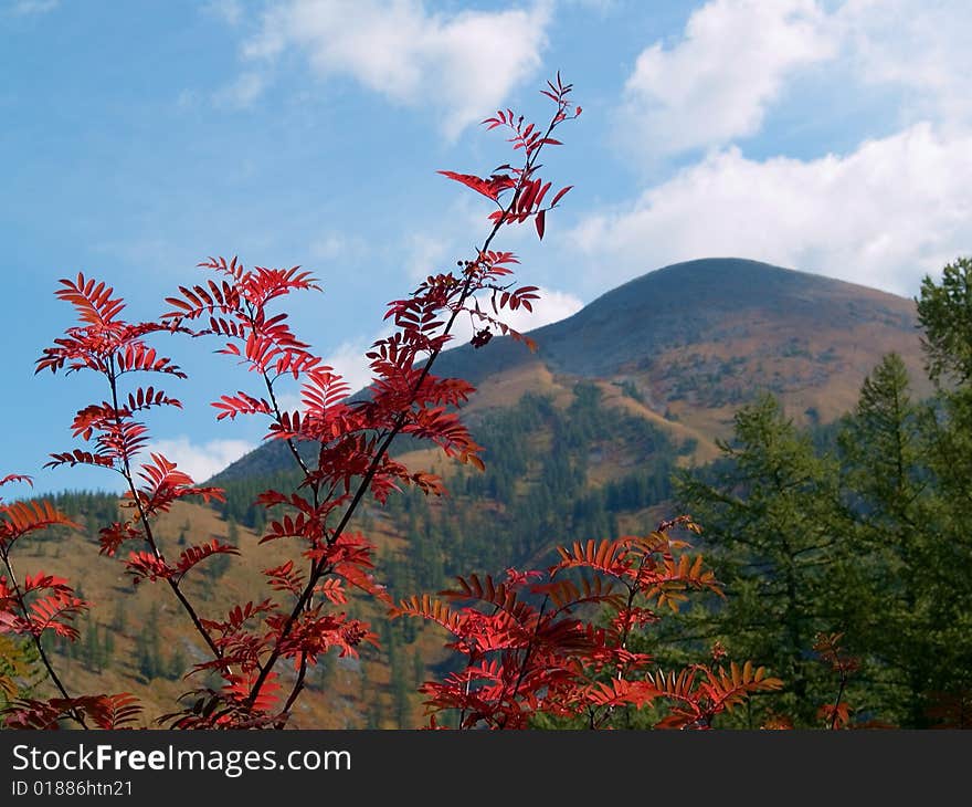 Rowanberry by autumn