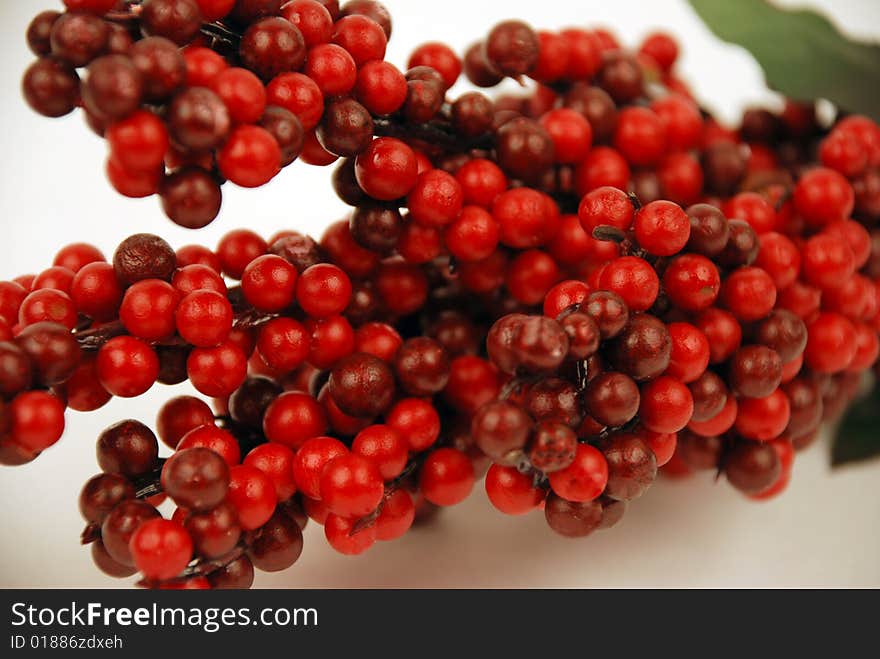 Cranberry Branch On White Background