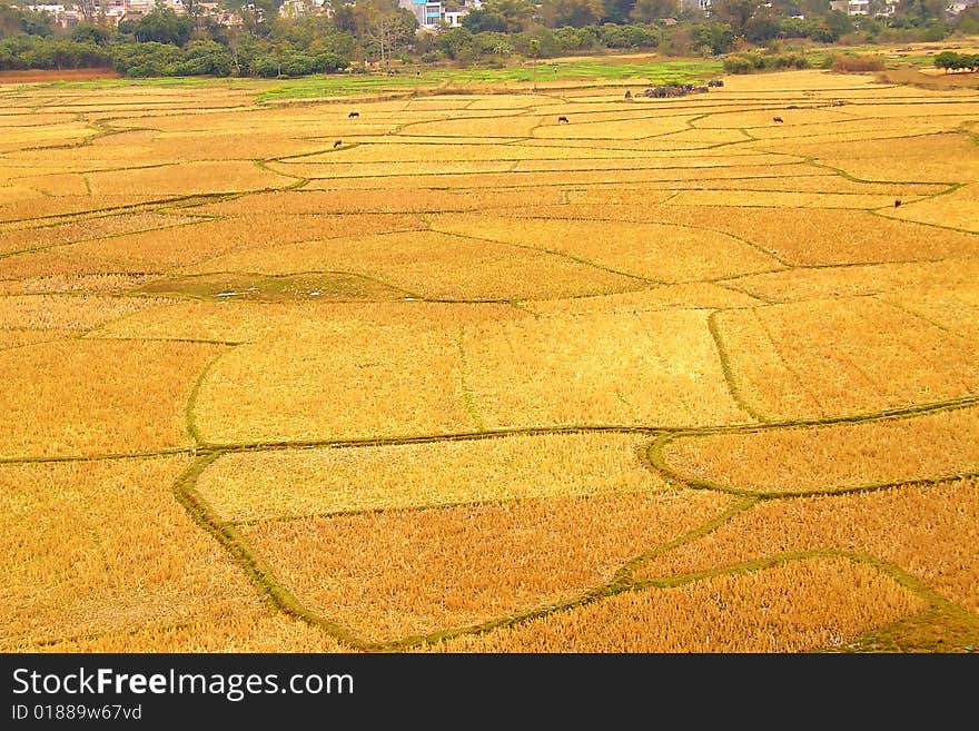 Waiting for spring planting of rice fields