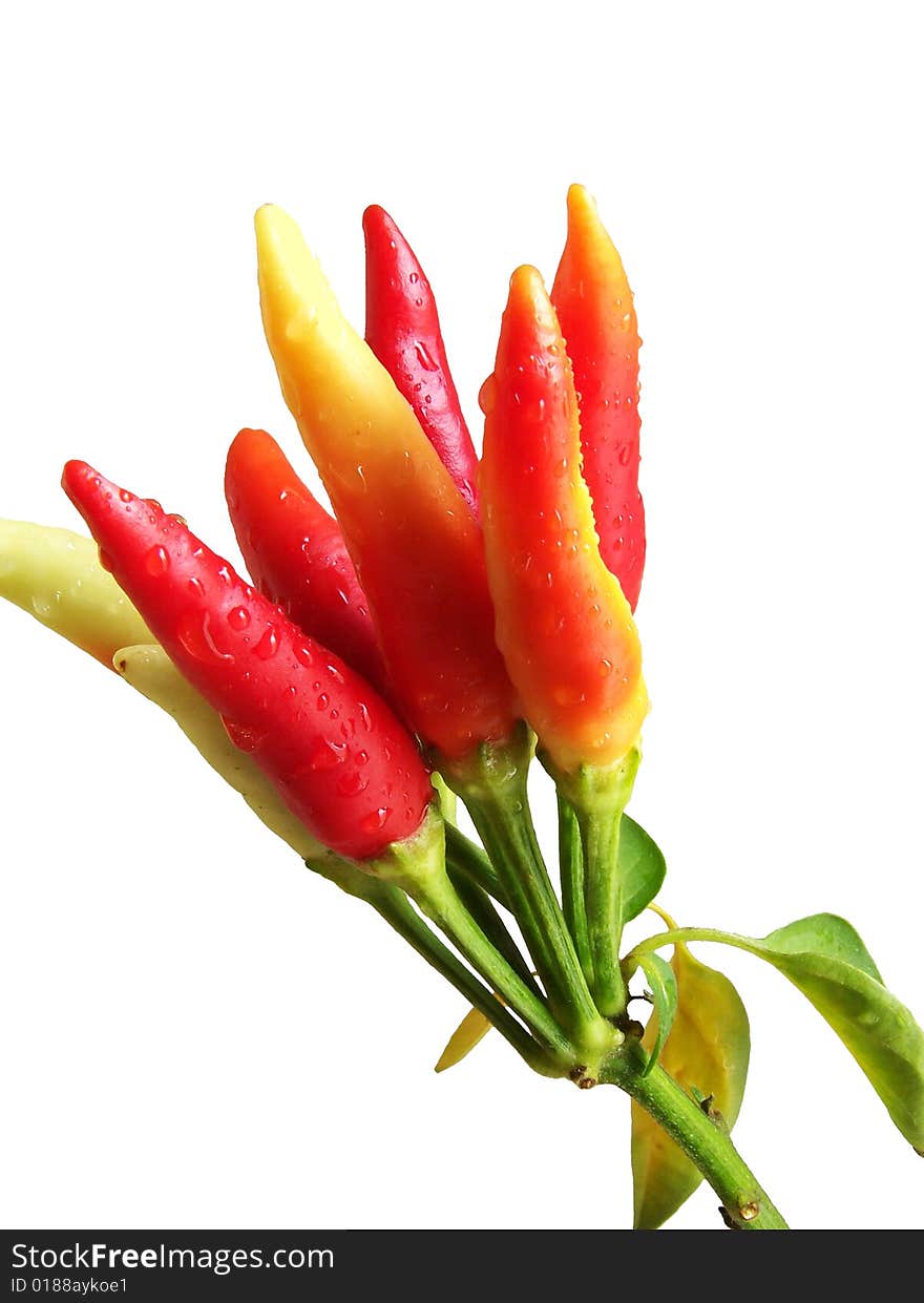 Red hot chilly peppers. Isolated on white.Macro.