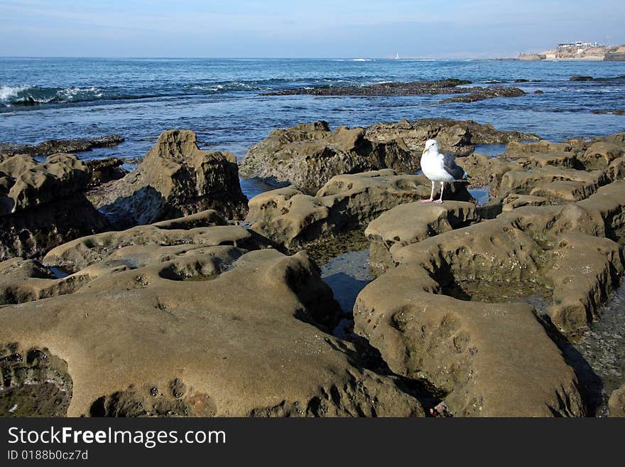 A seagull stands at the La Jolla, California, tidepools while ocean water trickles out to sea at low tide. A seagull stands at the La Jolla, California, tidepools while ocean water trickles out to sea at low tide.