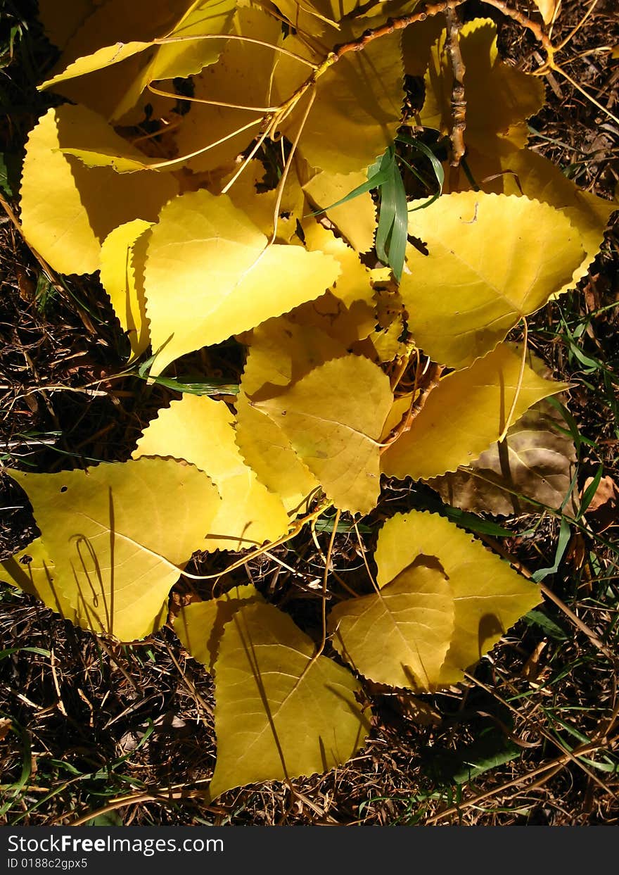 Yellow leaves of a silvery poplar on the earth. Yellow leaves of a silvery poplar on the earth