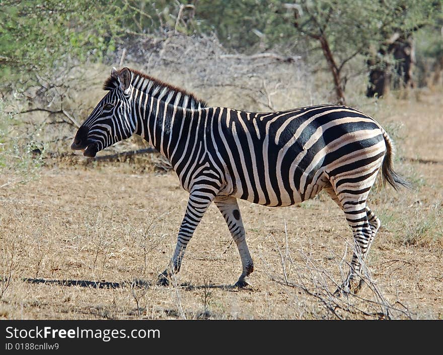 Burchell's Zebra in the Kruger Park, South Africa. Burchell's Zebra in the Kruger Park, South Africa.