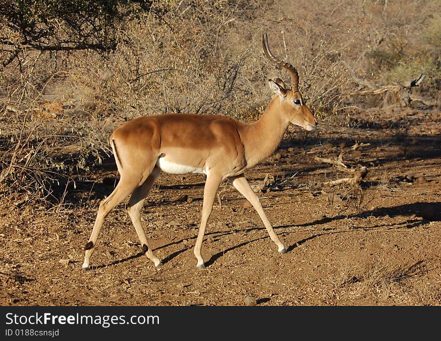 Africa Wildlife : Impala