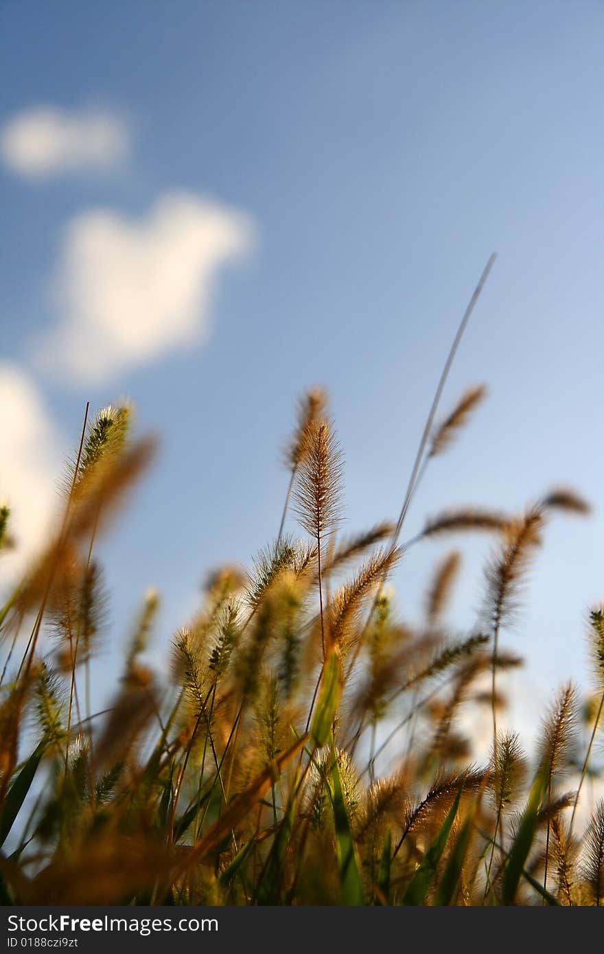 Looking up from the grass blue sky