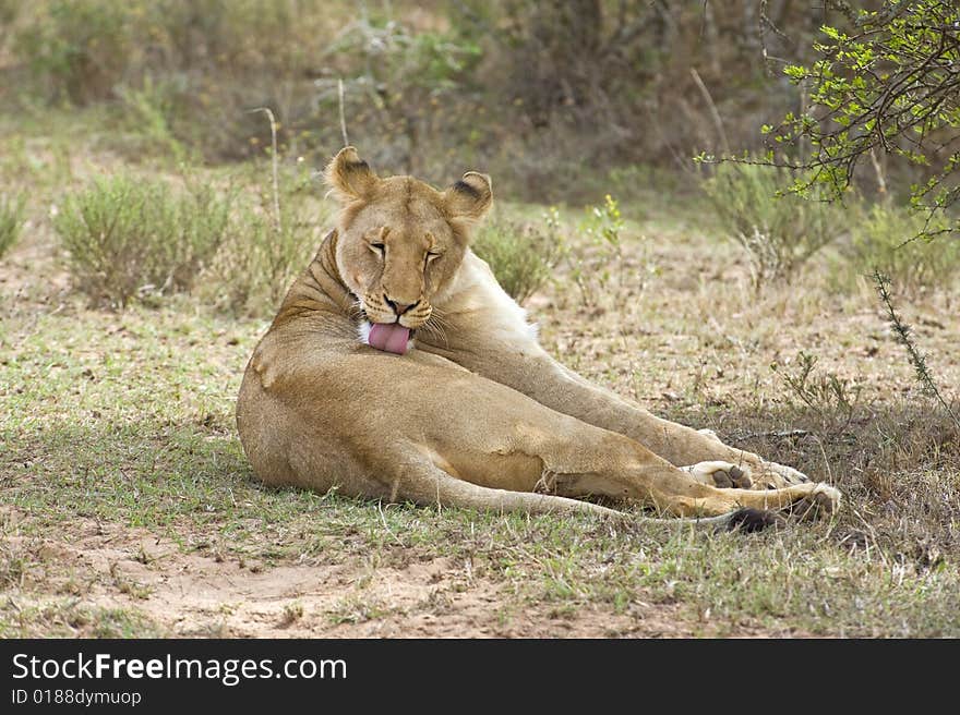 A prime Lioness cleans herself after a kill. A prime Lioness cleans herself after a kill