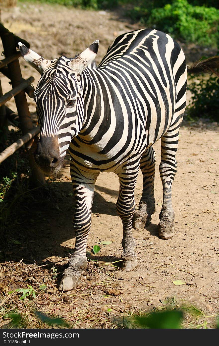 Zebra