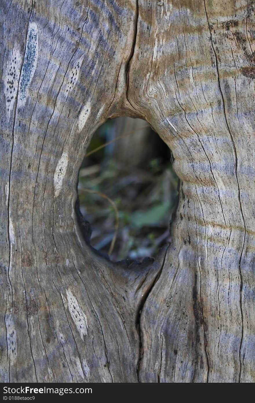 Natural fissure in the trunk of an olive tree