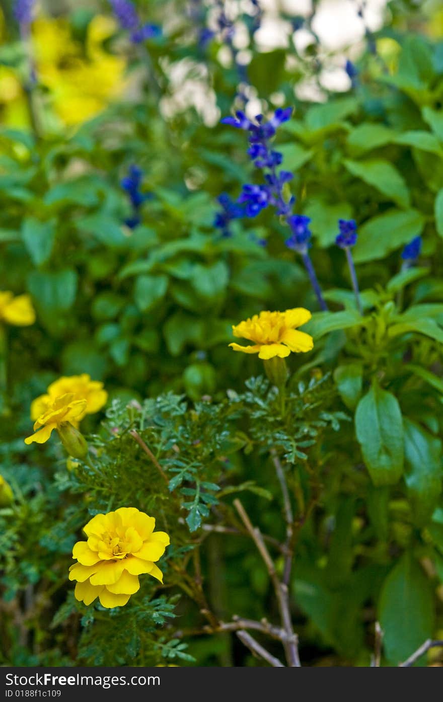 Blooms