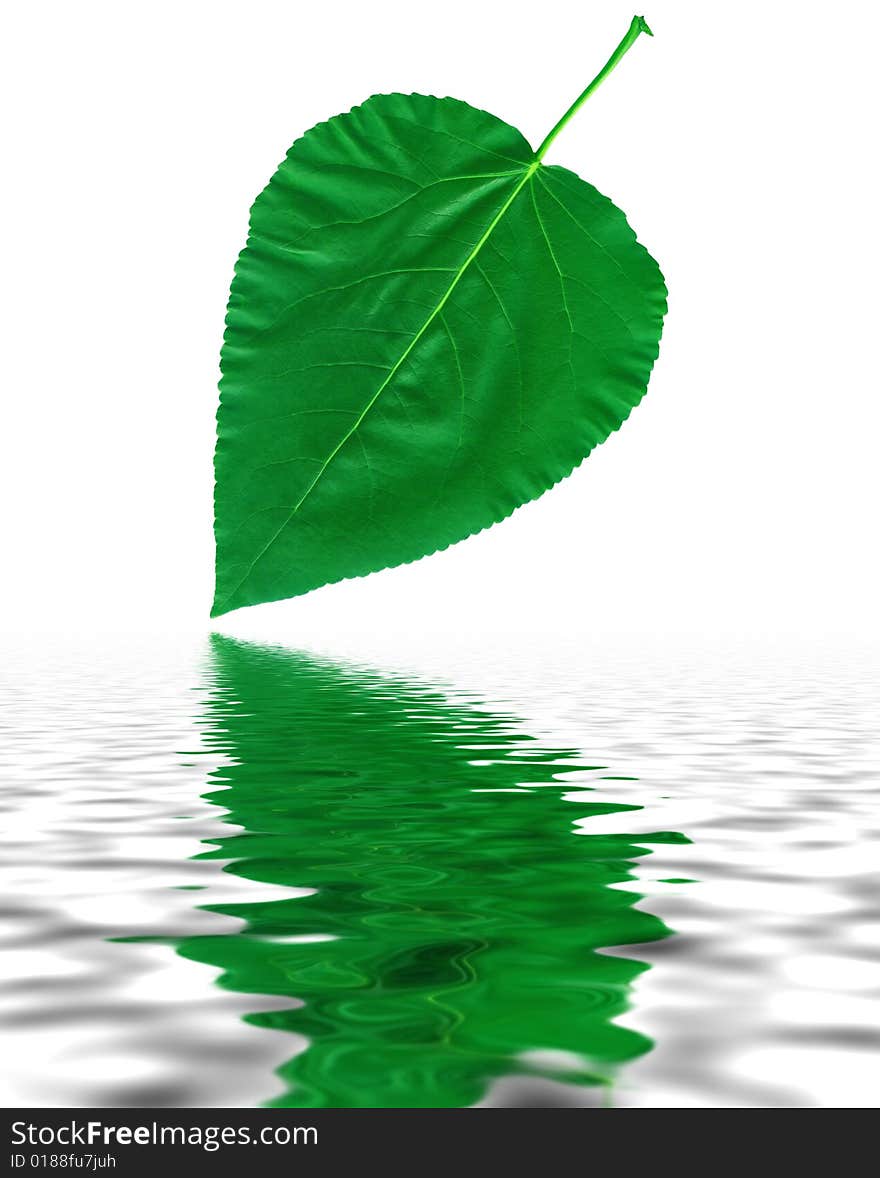 Green leaf with reflection in water