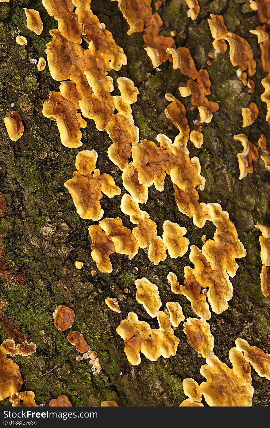 Close up of a tree bark with moss on