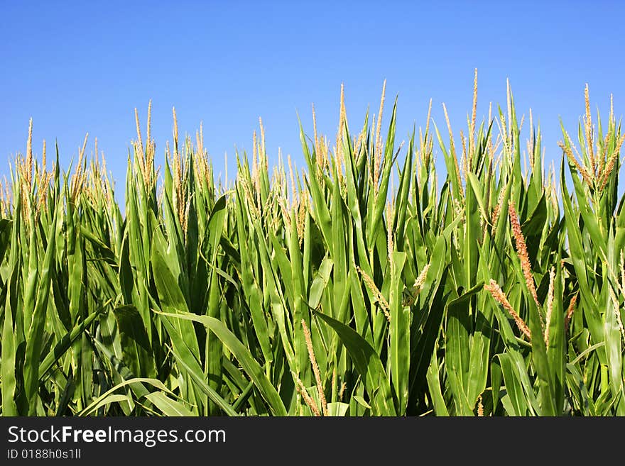 Field of corn with a blue sky