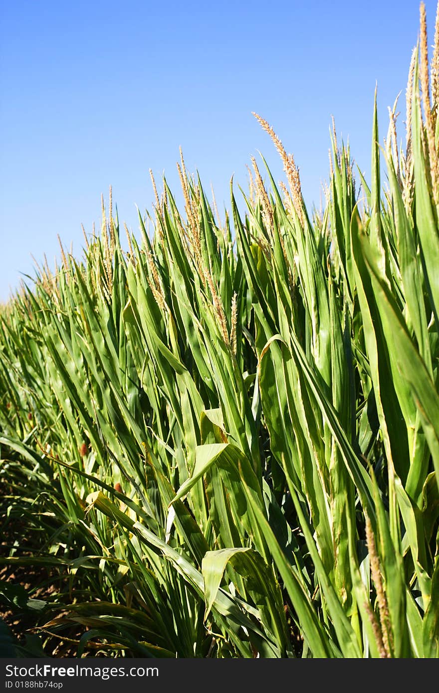 Field of corn with a blue sky