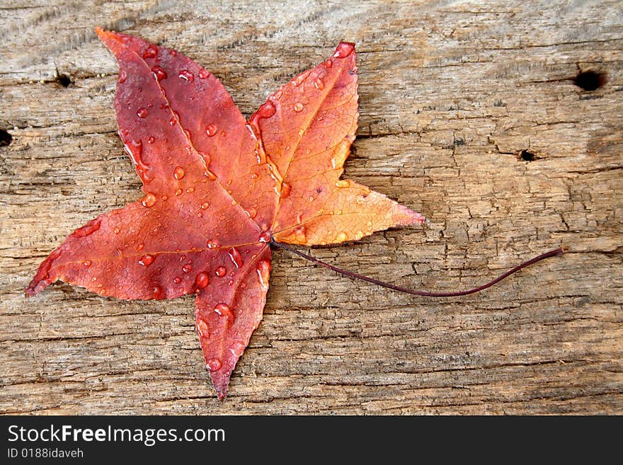 A single leaf with fall colors and water drops laying on an old piece of wood.