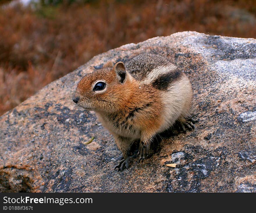 Cute little chipmunk