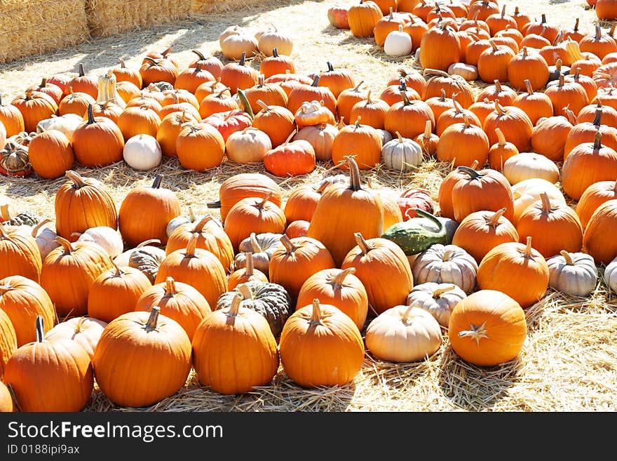 A Pumpkin Patch in october