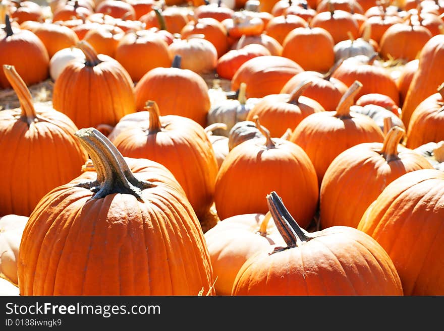 A Pumpkin Patch in october