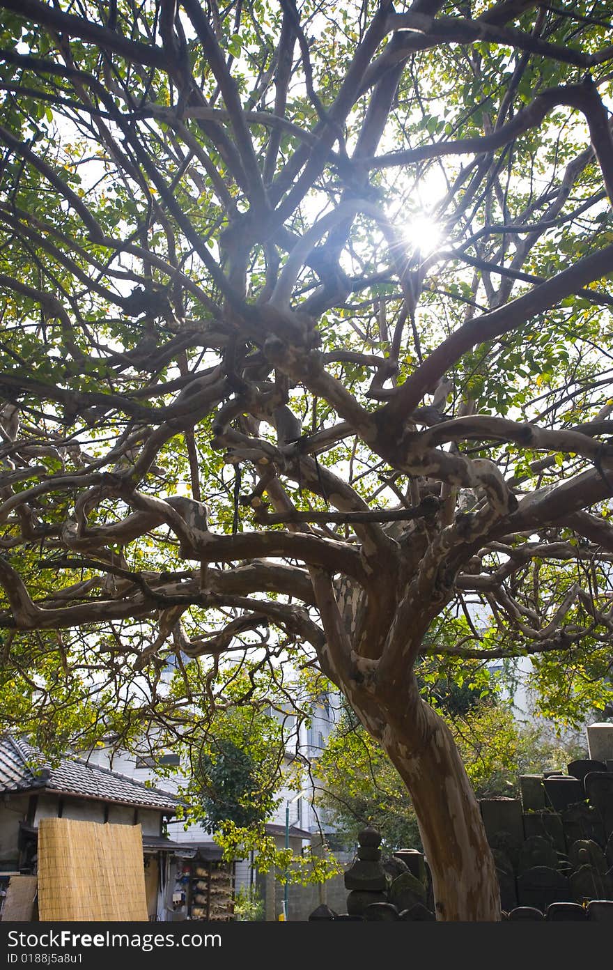 Tree with very unique structural branches. Shot in Tokyo, Japan.