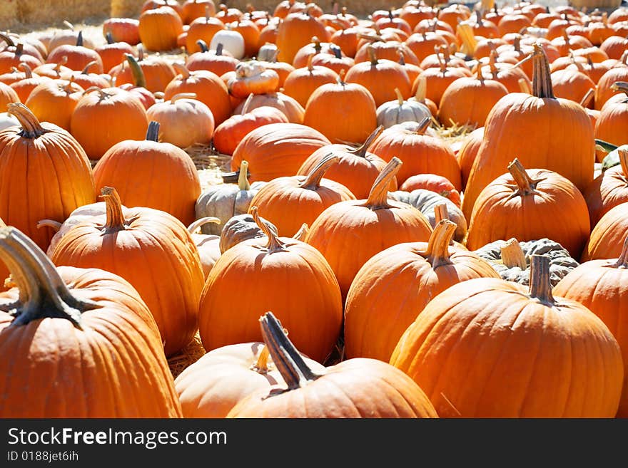 A Pumpkin Patch in october