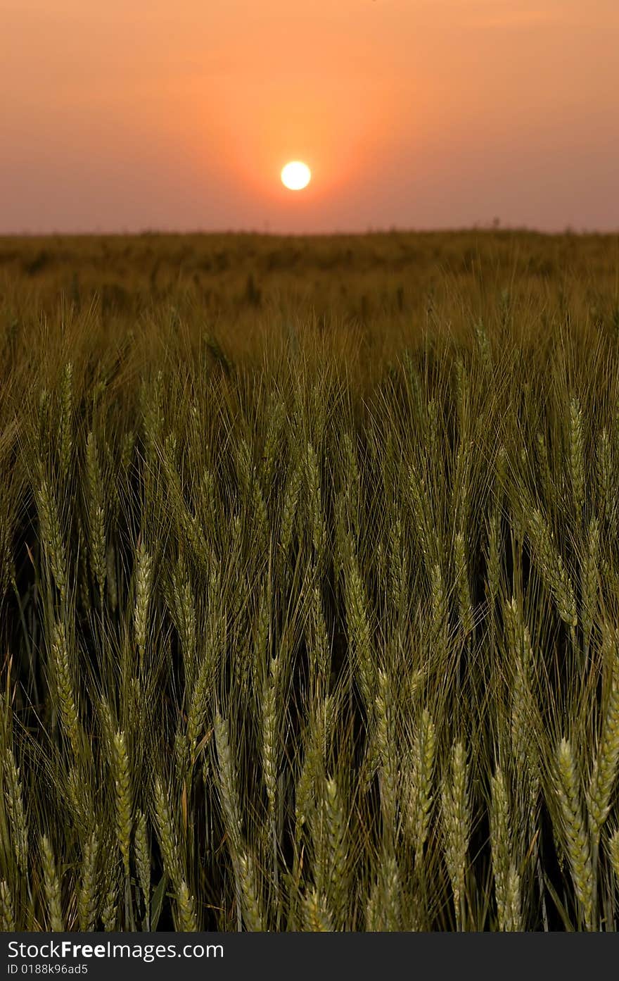 Sunrise over a wheat field