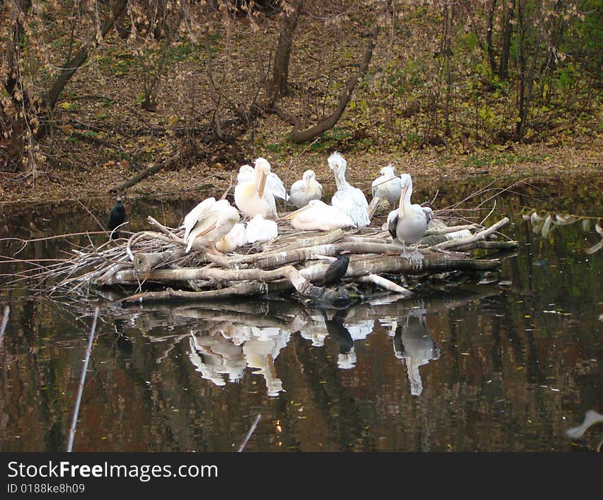 Island of curly pelicans Pelecanus crispus