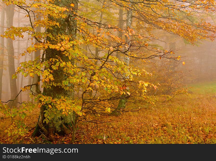 Yellow trees