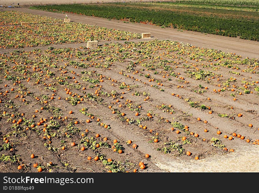 A Pumpkin Patch in october