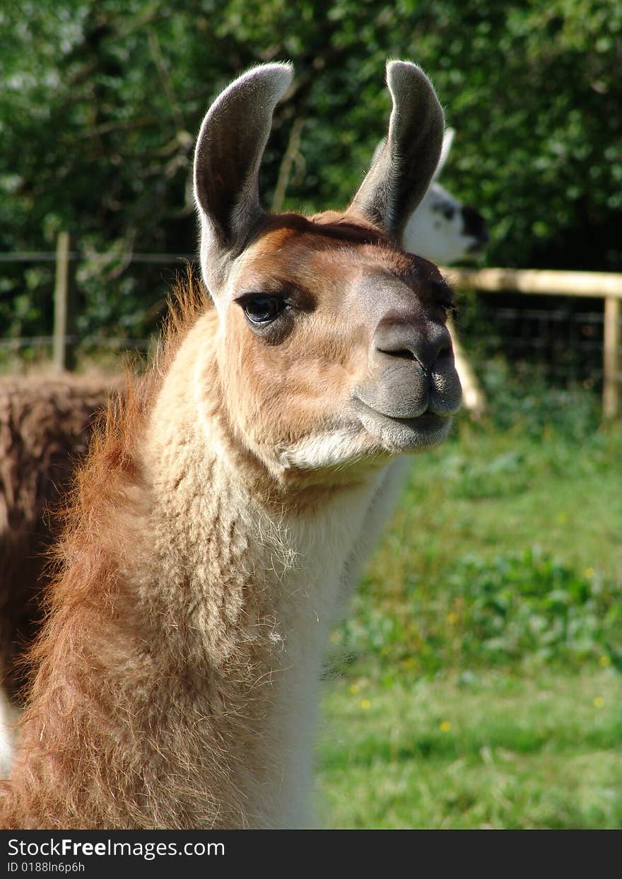 Lama close up looking at camera