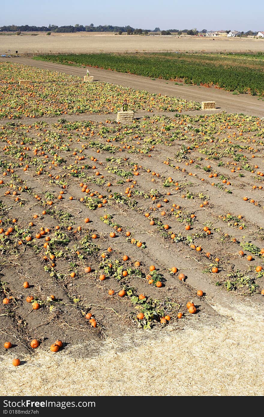 A Pumpkin Patch in october