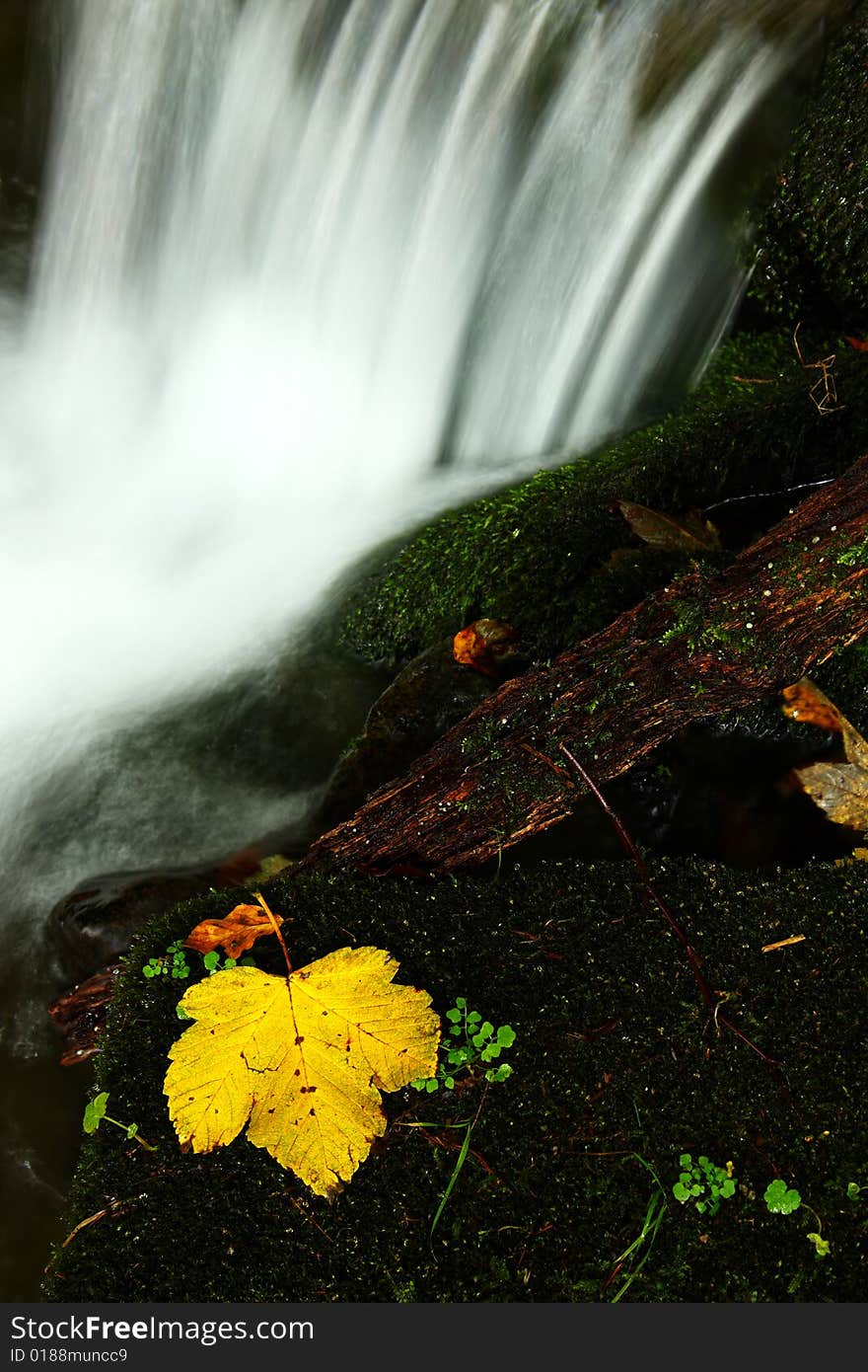 Beautiful detail of leaf with waterfall