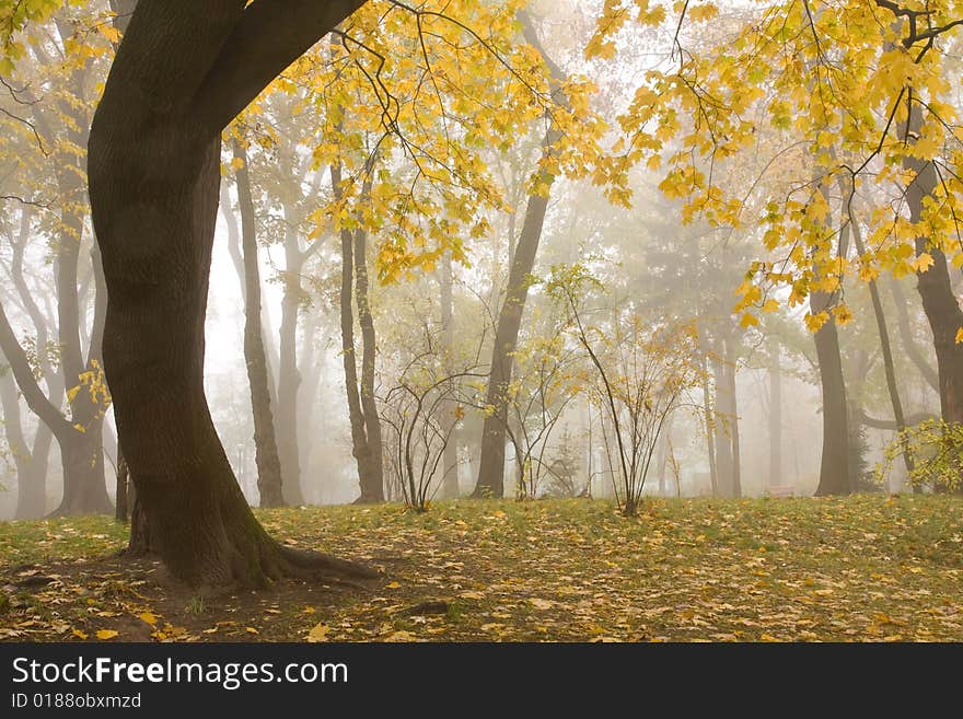 Park in the foggy autumn morning. Park in the foggy autumn morning