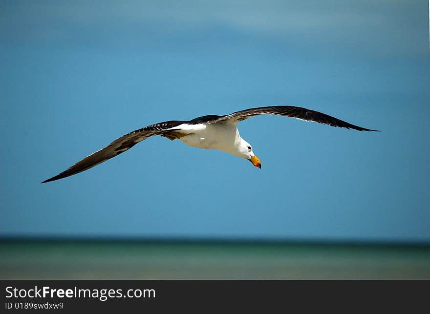 A single seagull spreading wings while flying, Monkey Mia, Australia. A single seagull spreading wings while flying, Monkey Mia, Australia