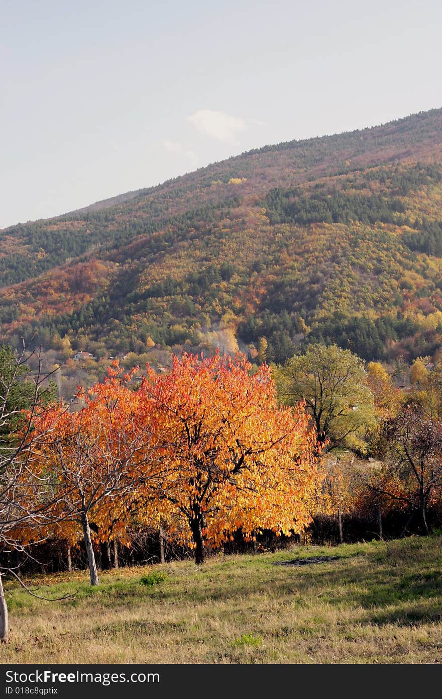 An autumn tree in the mountain. An autumn tree in the mountain